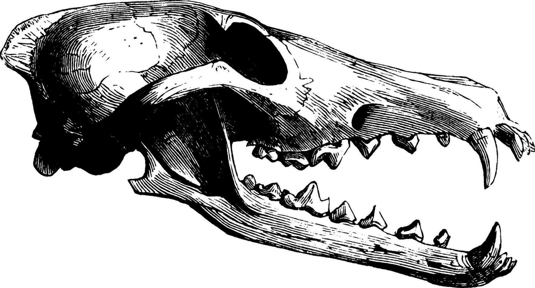 Bear Skull, vintage illustration. vector