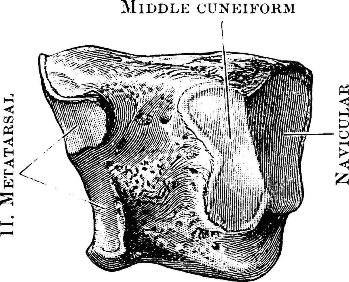 externo cuneiforme, Clásico ilustración. vector