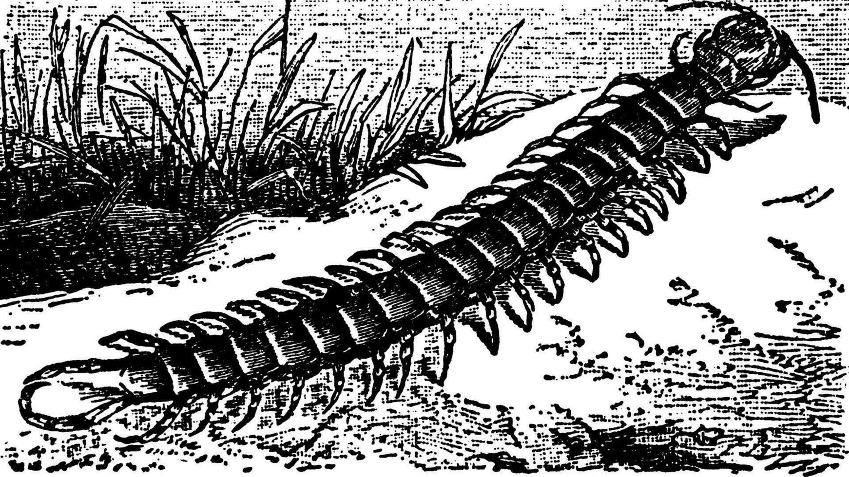 Giant Centipede, vintage illustration. vector