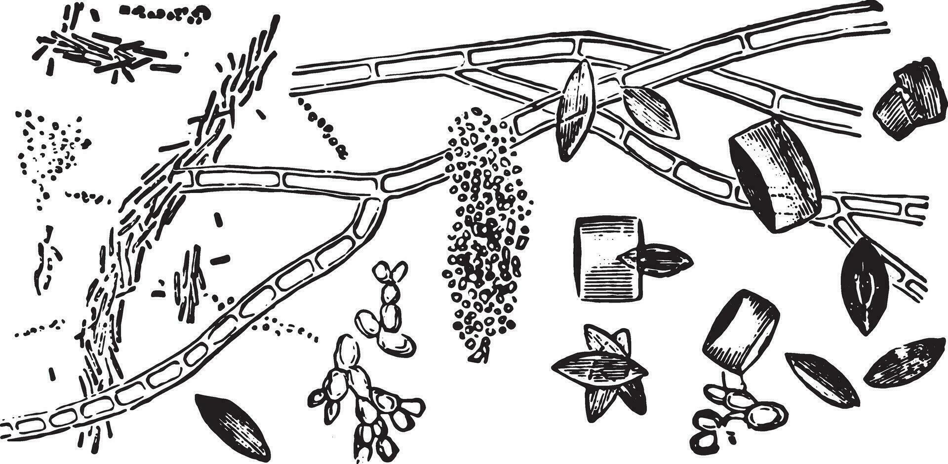 Crystals of uric acid, vintage engraving. vector