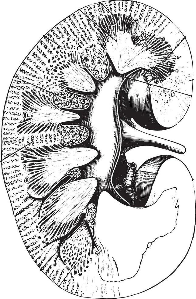 longitudinal sección de riñón, Clásico grabado. vector