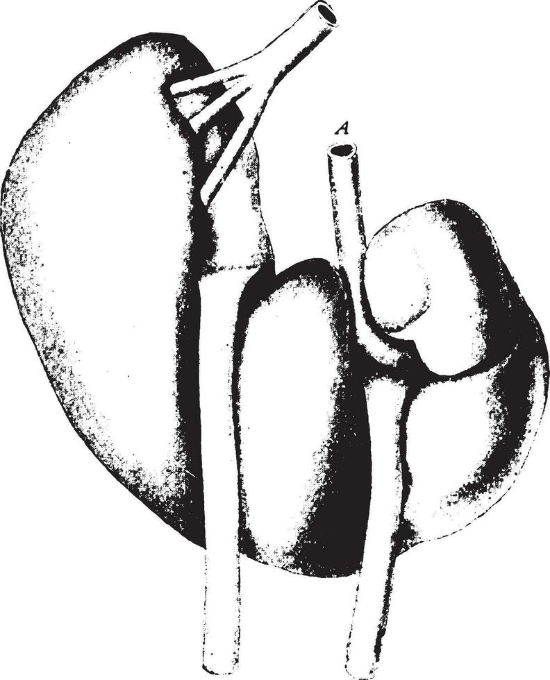 herradura riñón, Clásico grabado. vector