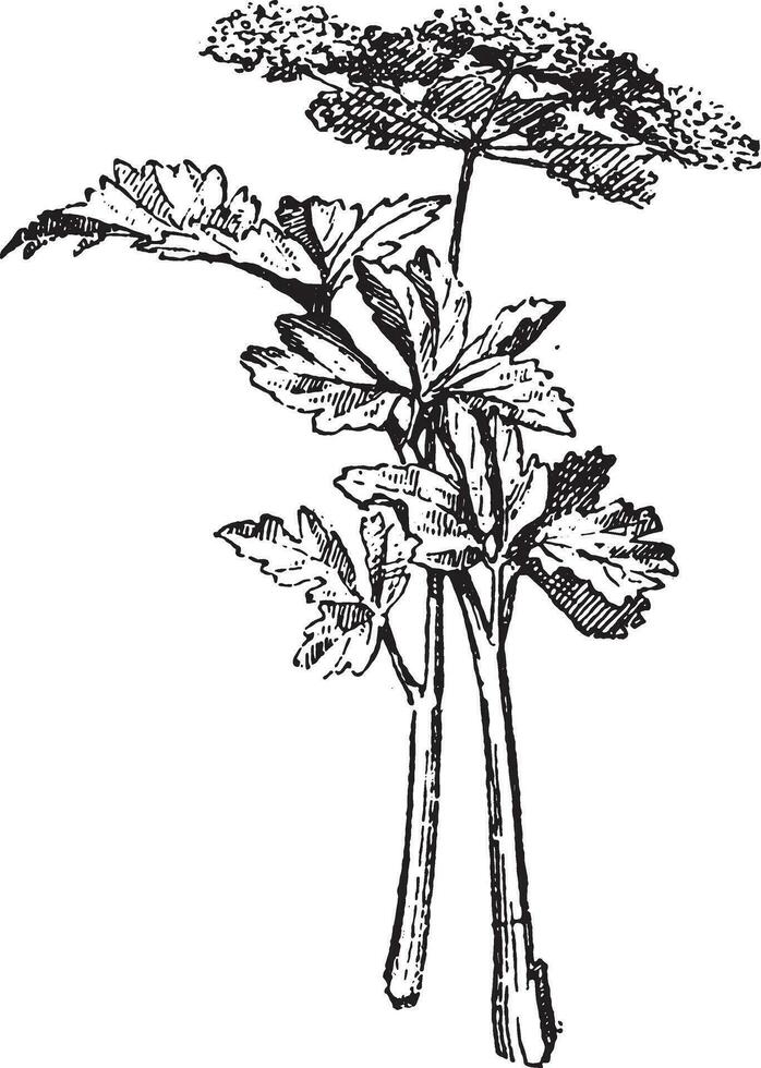 Celery, vintage engraving. vector