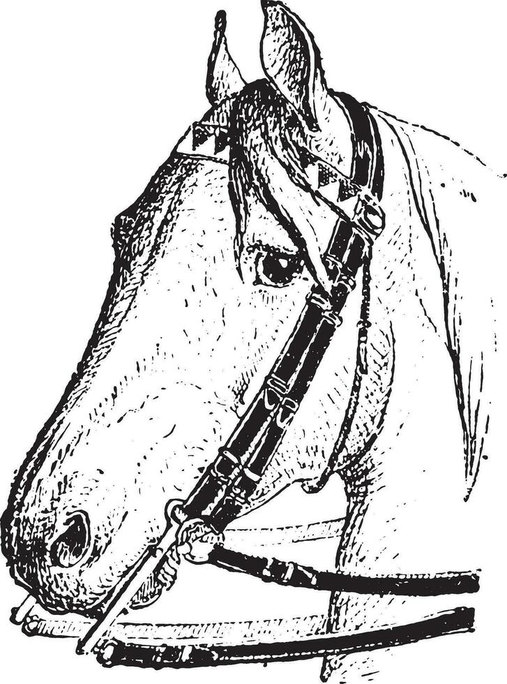 Flange, Snaffle bit, vintage engraving. vector