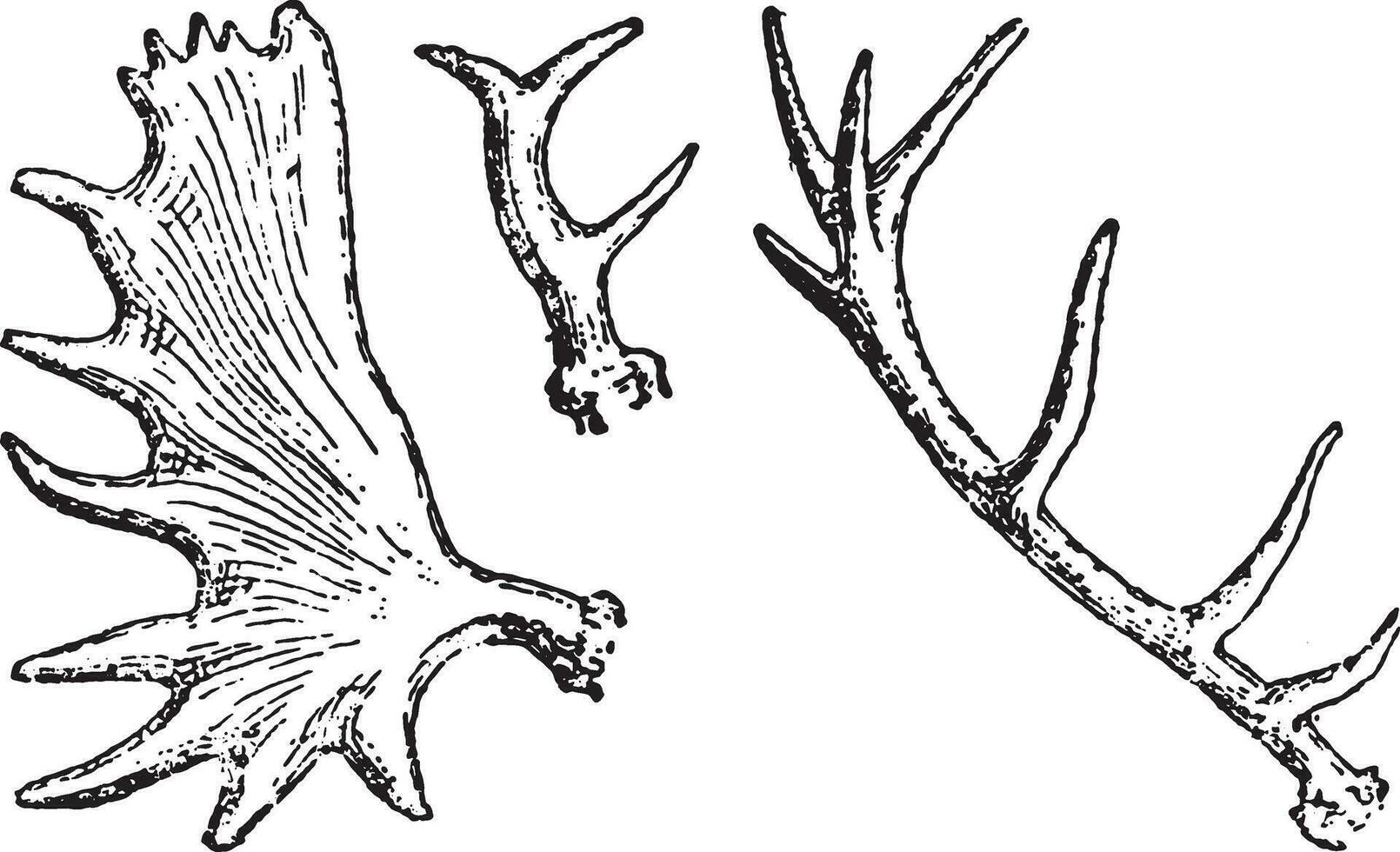 Antlers, vintage engraving. vector