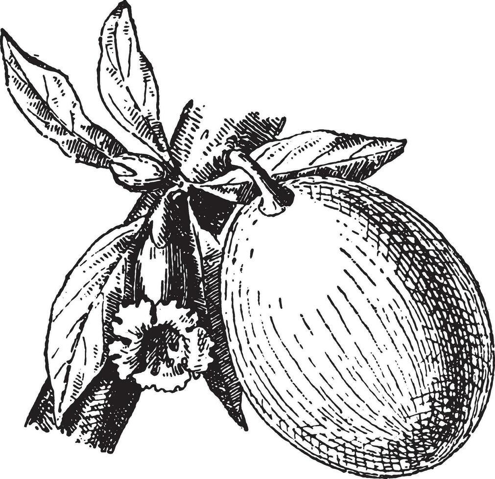 Calabash or Bottle gourd, vintage engraving. vector