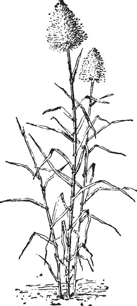 Sugar cane, vintage engraving. vector