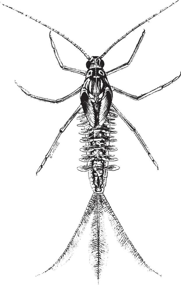 magnificado ver de larva de el mosca diurna, Clásico grabado. vector