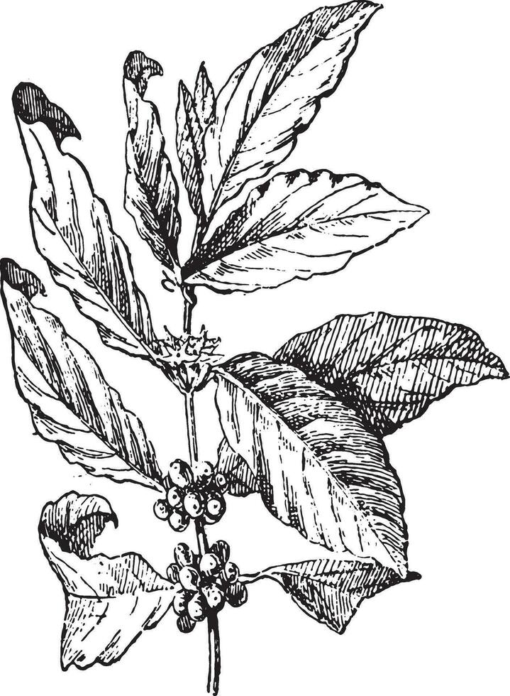 Coffee tree, vintage engraving. vector