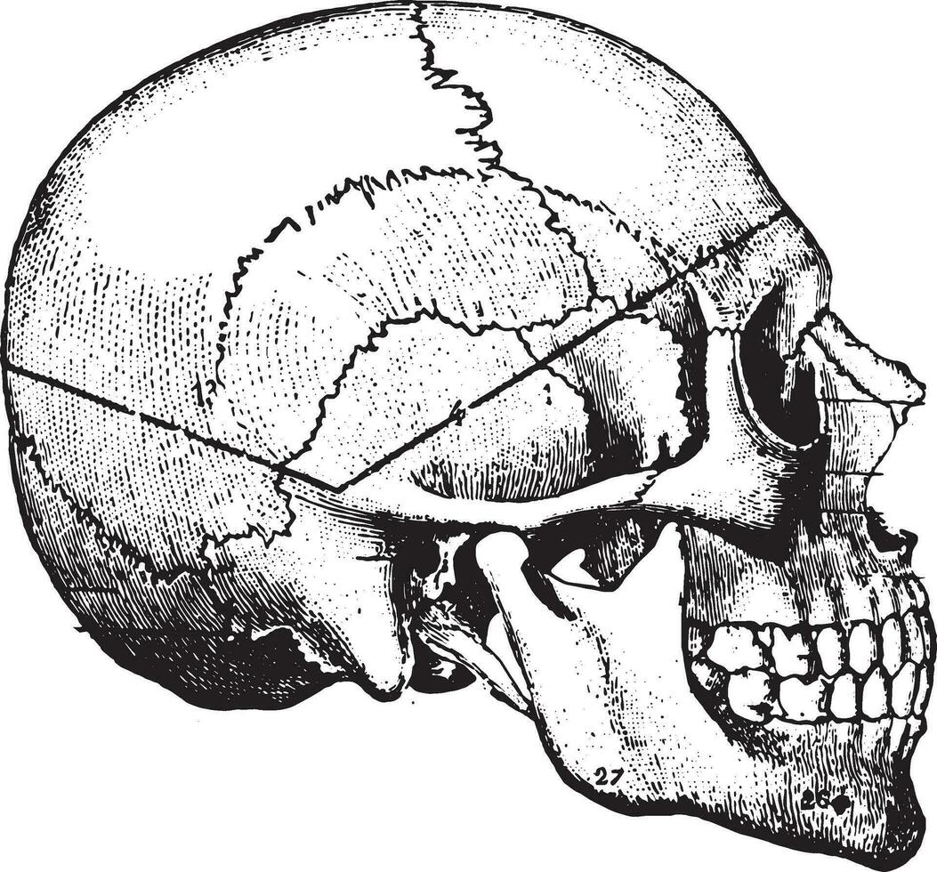 Wedge-shaped calvaria removed by the line of saw-cut recommended, vintage engraving. vector