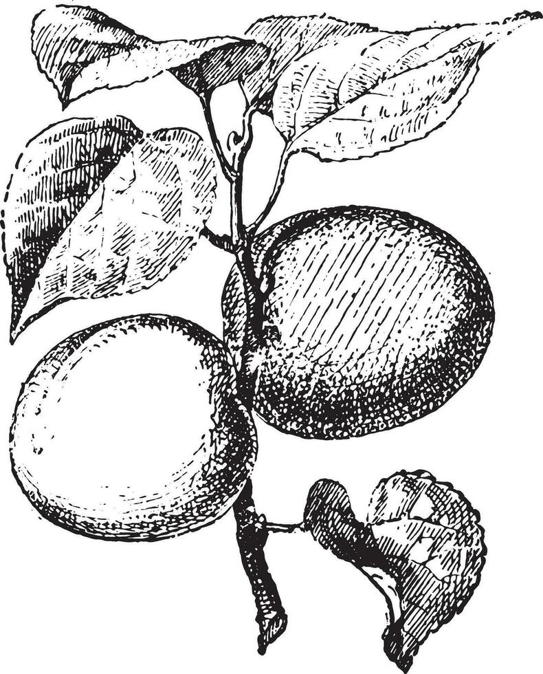 Apricot, vintage engraving. vector