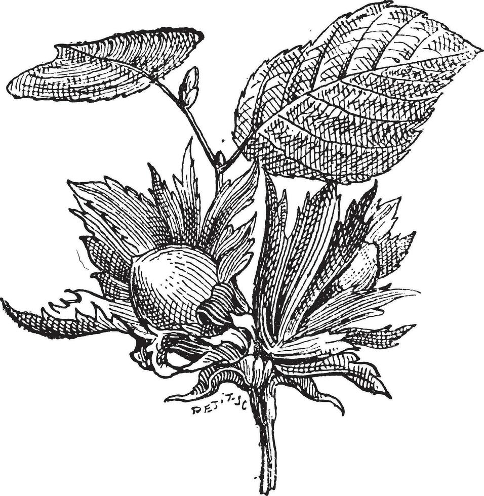 Hazel or Corylus sp., vintage engraving vector