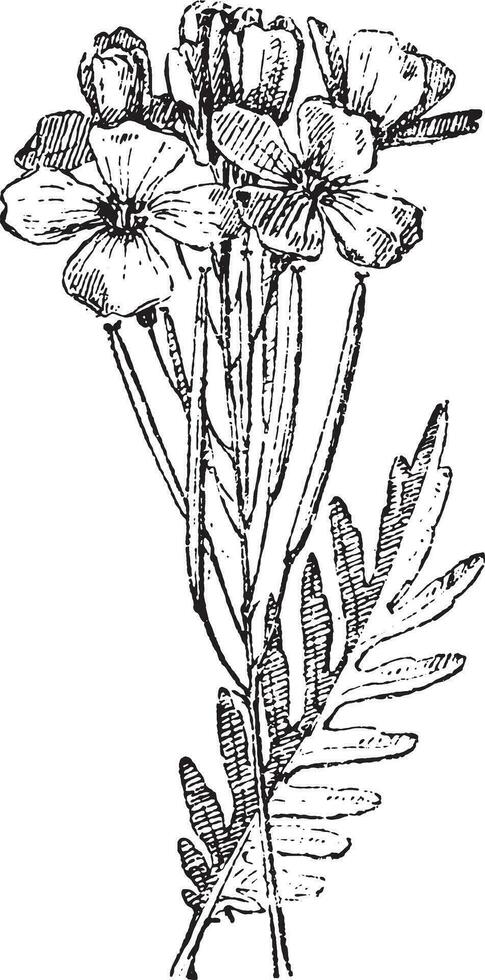 Bittercress, vintage engraving. vector