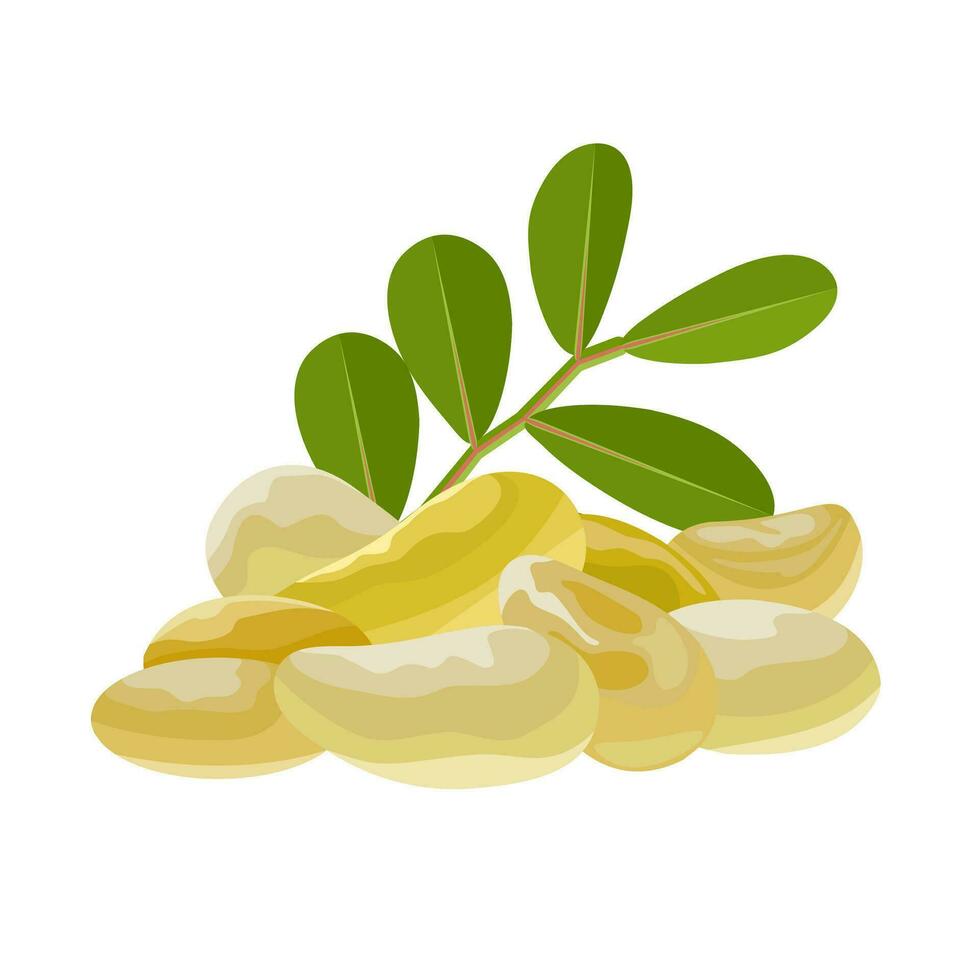 Vector illustration, mastic gum, a resin obtained from the mastic tree or Pistacia lentiscus, also known as tears of Chios, isolated on white background.