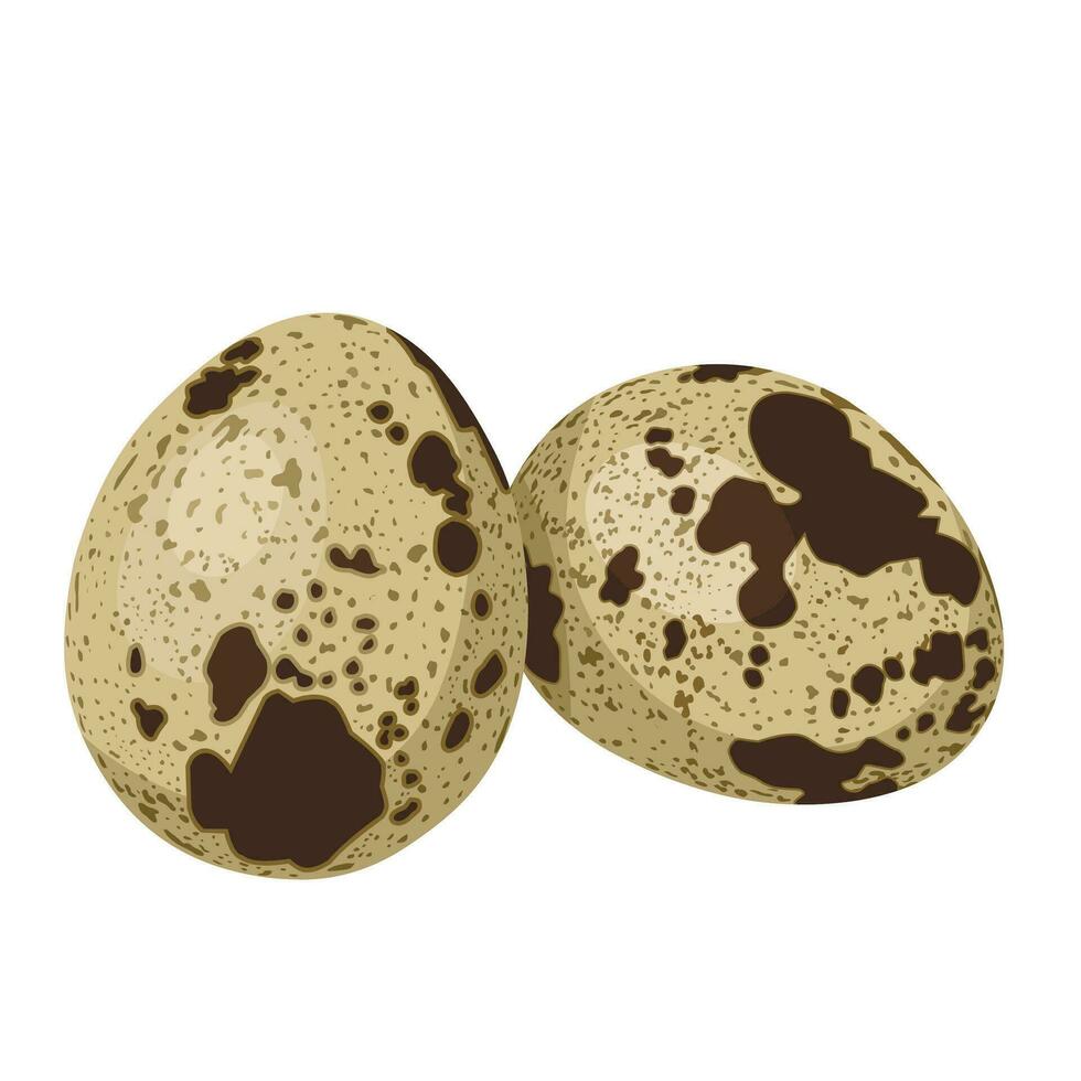 Vector illustration, two quail eggs, isolated on white background.