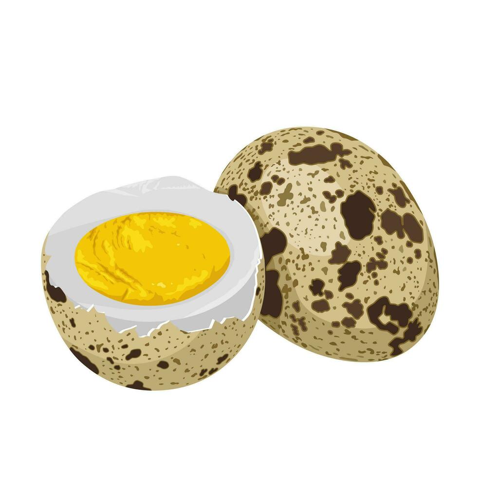 Vector illustration, boiled quail eggs, whole and halved, isolated on white background.