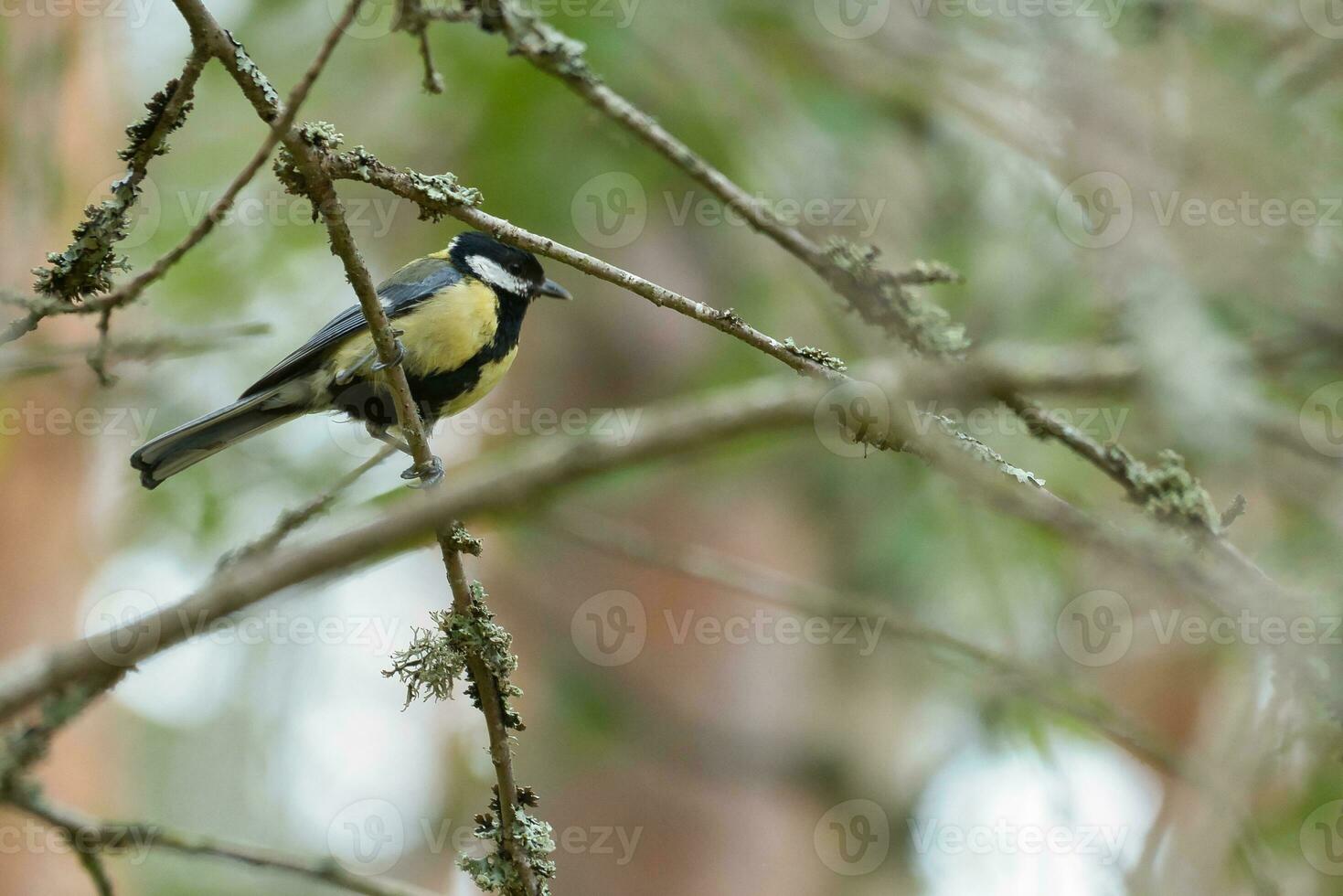 Great tit sitting in tree on a branch. Wild animal foraging for food. Animal shot photo