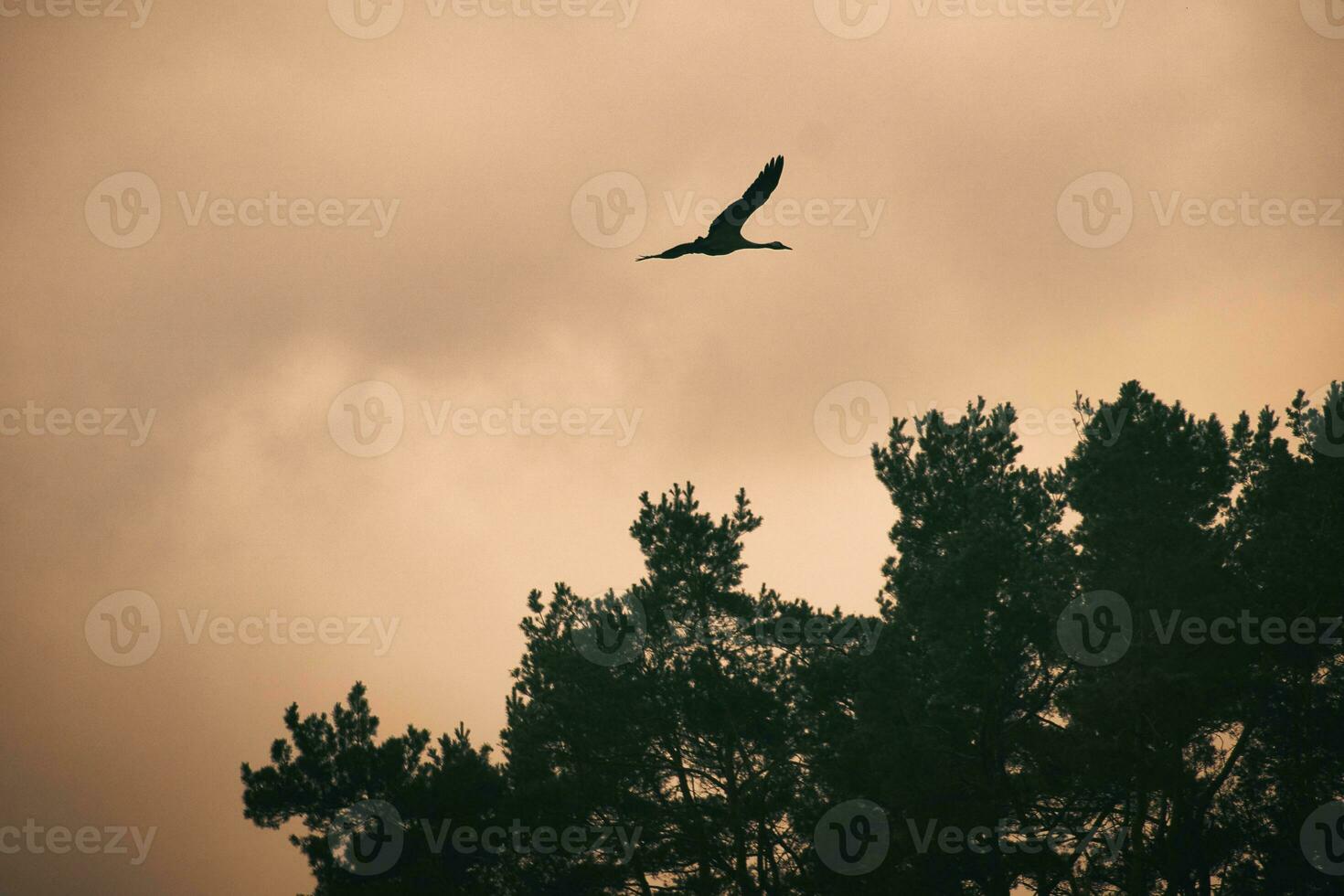 Two cranes fly over trees in a forest. Migratory birds on the Darss. Animal photo