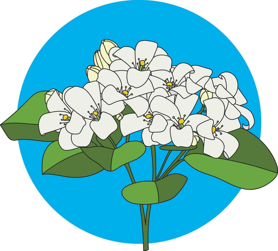 Illustration of Orange Jasmine or China Box flower with leaf on blue circle background. vector