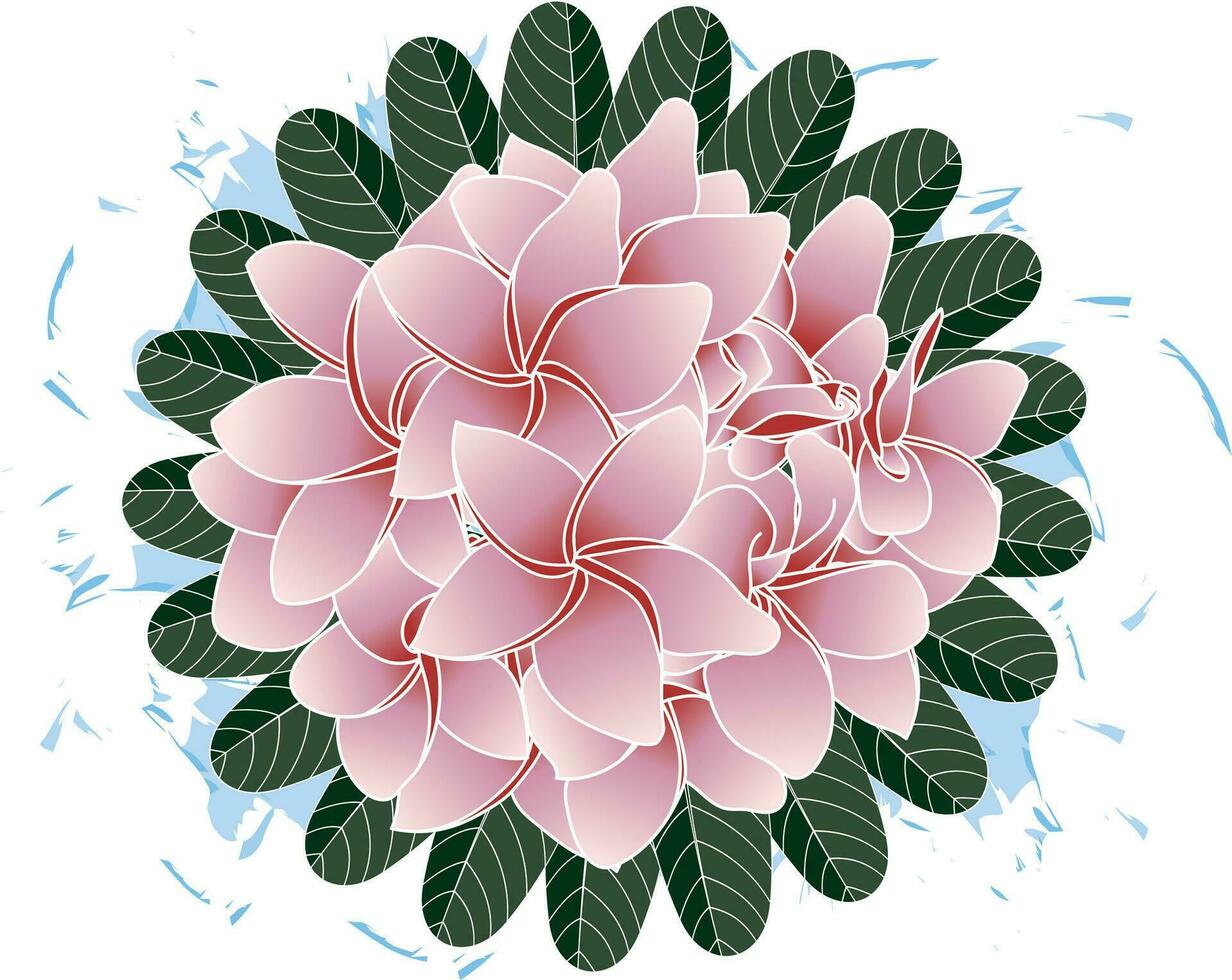 Illustration of pink frangipani flower with leaves on blue color spread on empty background. vector