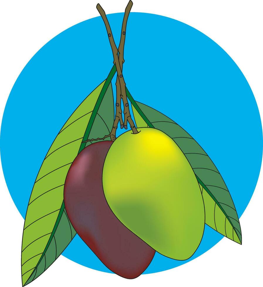 Illustration of Red and yellow mango with leaf on blue circle background. vector