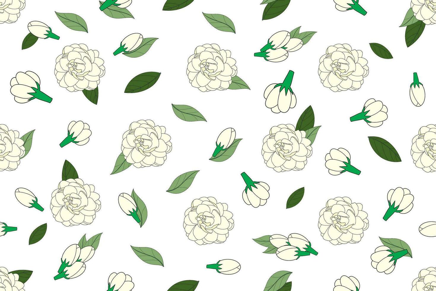 Illustration of white jasmine flower with leaves on empty background. vector