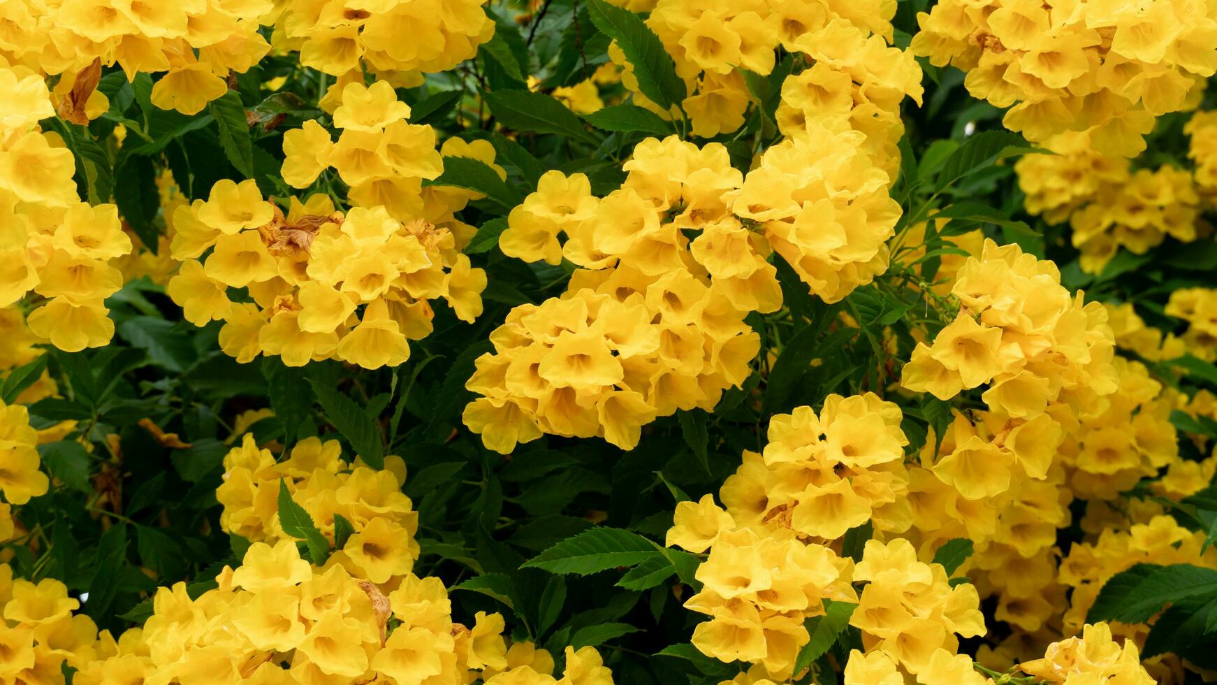 Nature background of fower yellow elder on the tree. Bright yellow flowers for background and textured with dark green leaves on black. photo