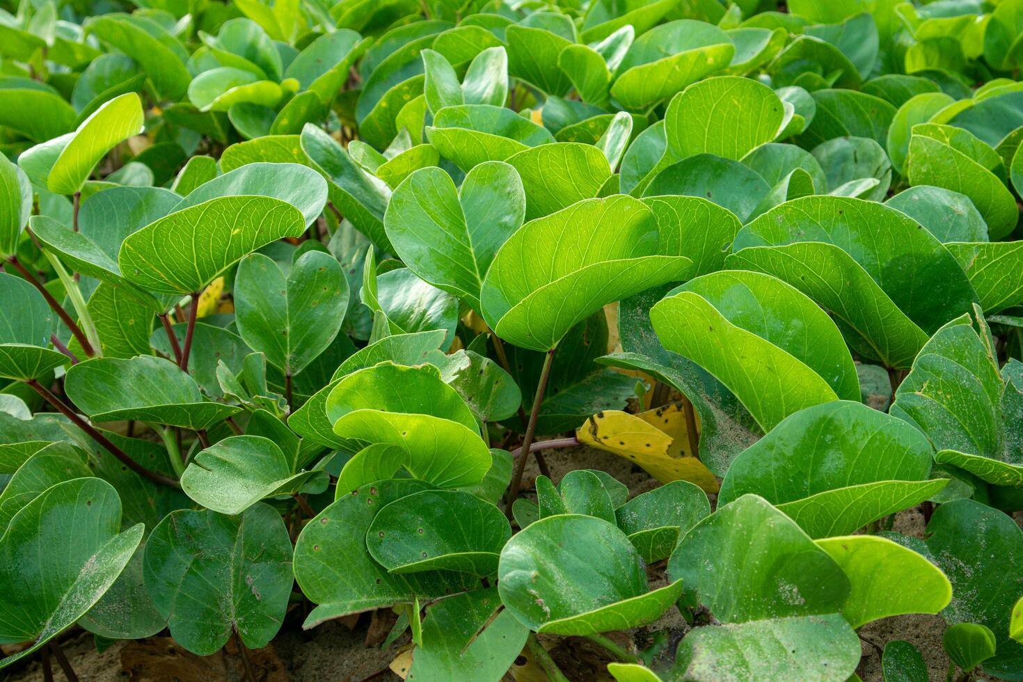 The goat's foot creeper plant, Beach Morning Glory or Ipomoea pes-caprae is a herbal plant that grows around the beach photo