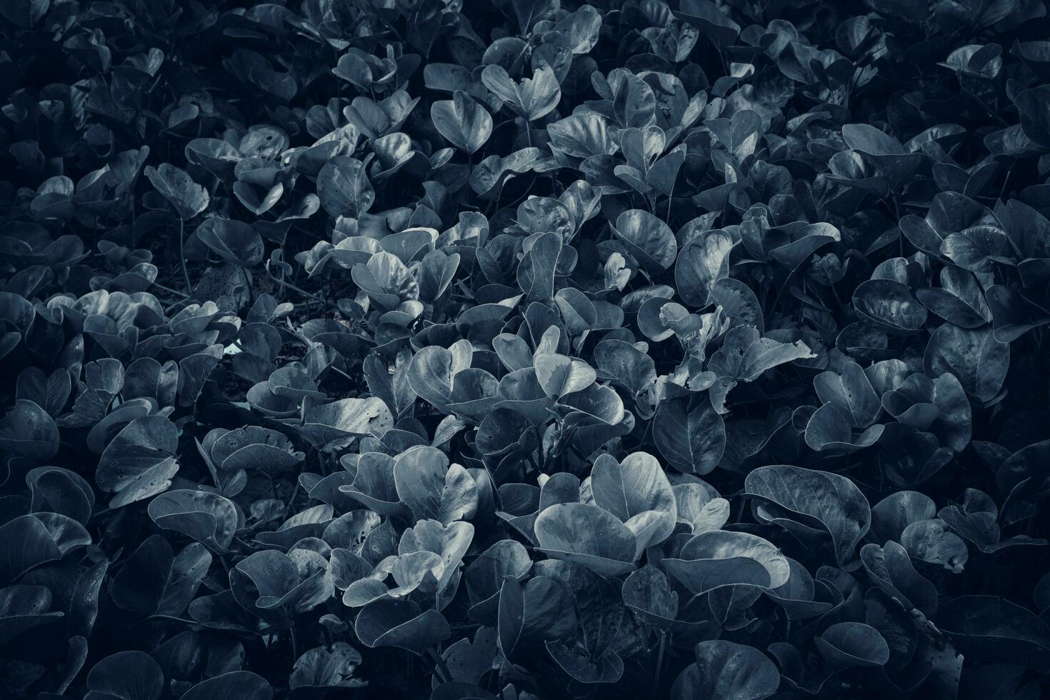 Goat's foot creeper plant, Beach Morning Glory or Ipomoea pes-caprae on black and white background photo