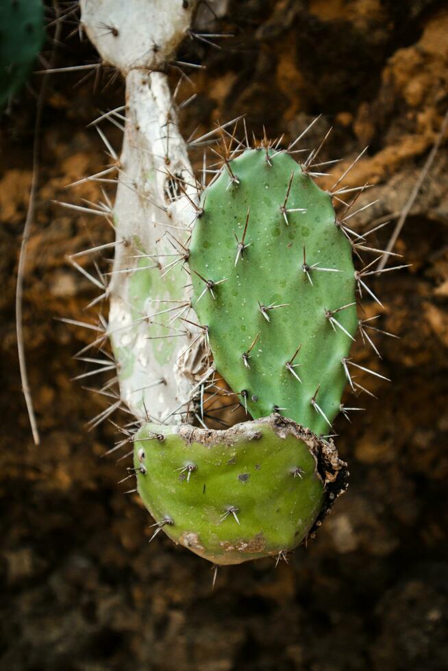Close up of Cactus - Opuntia compressa growing on rocks near the beach photo