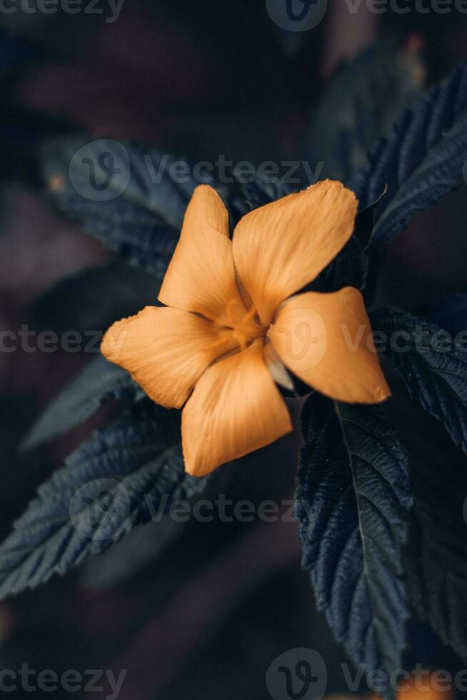 Beautiful Damiana flower or Turnera diffusa . Dark moody feel photo