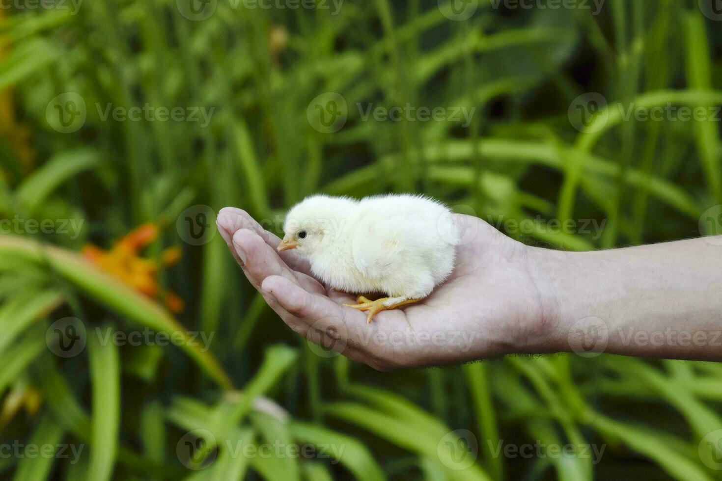 Chicken in hand. The small newborn chicks in the hands of man photo