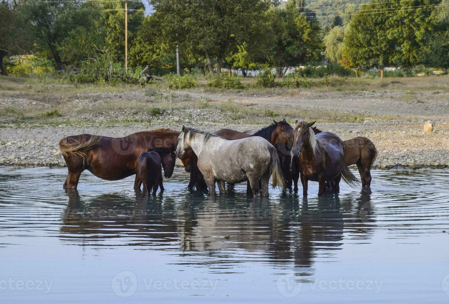 Horses walk in line with a shrinking river. The life of horses photo