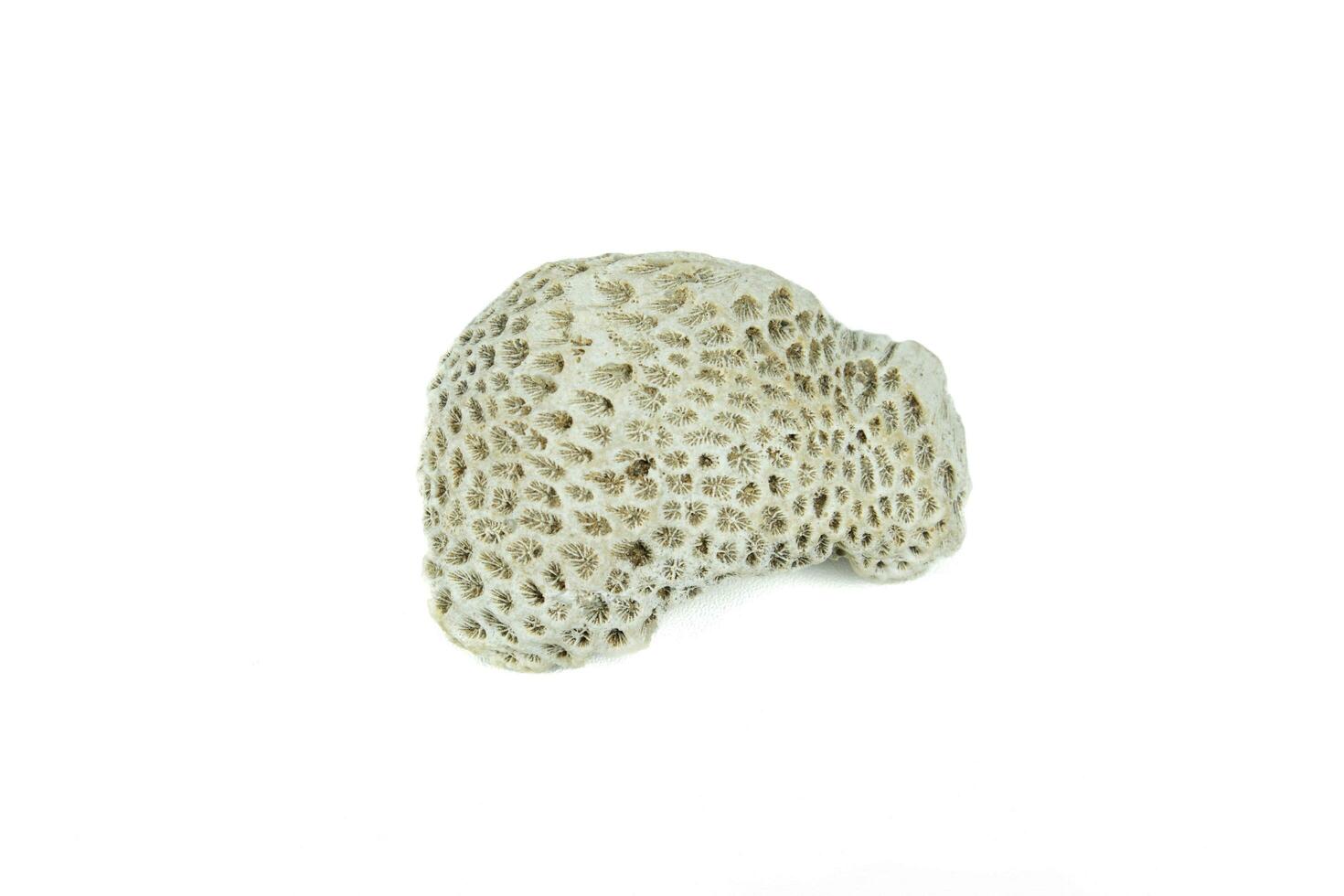 white coral fossil on a white background photo
