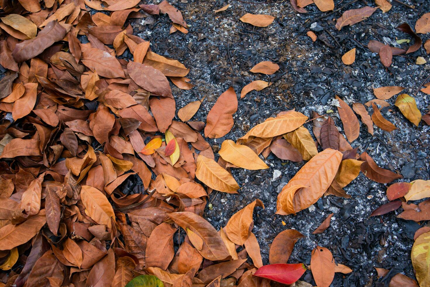 pila de quemado seco hojas foto