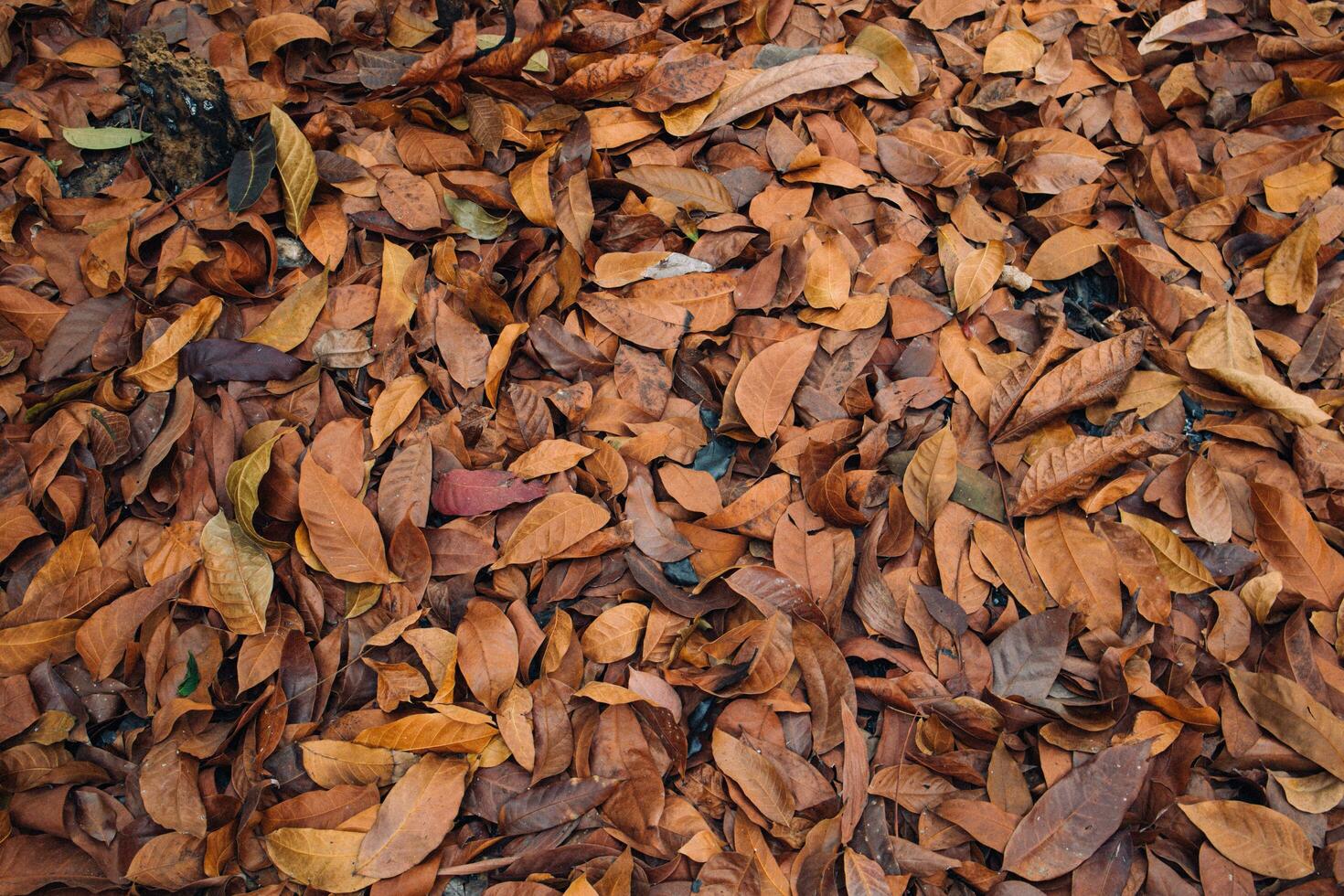Dry leaves background photo