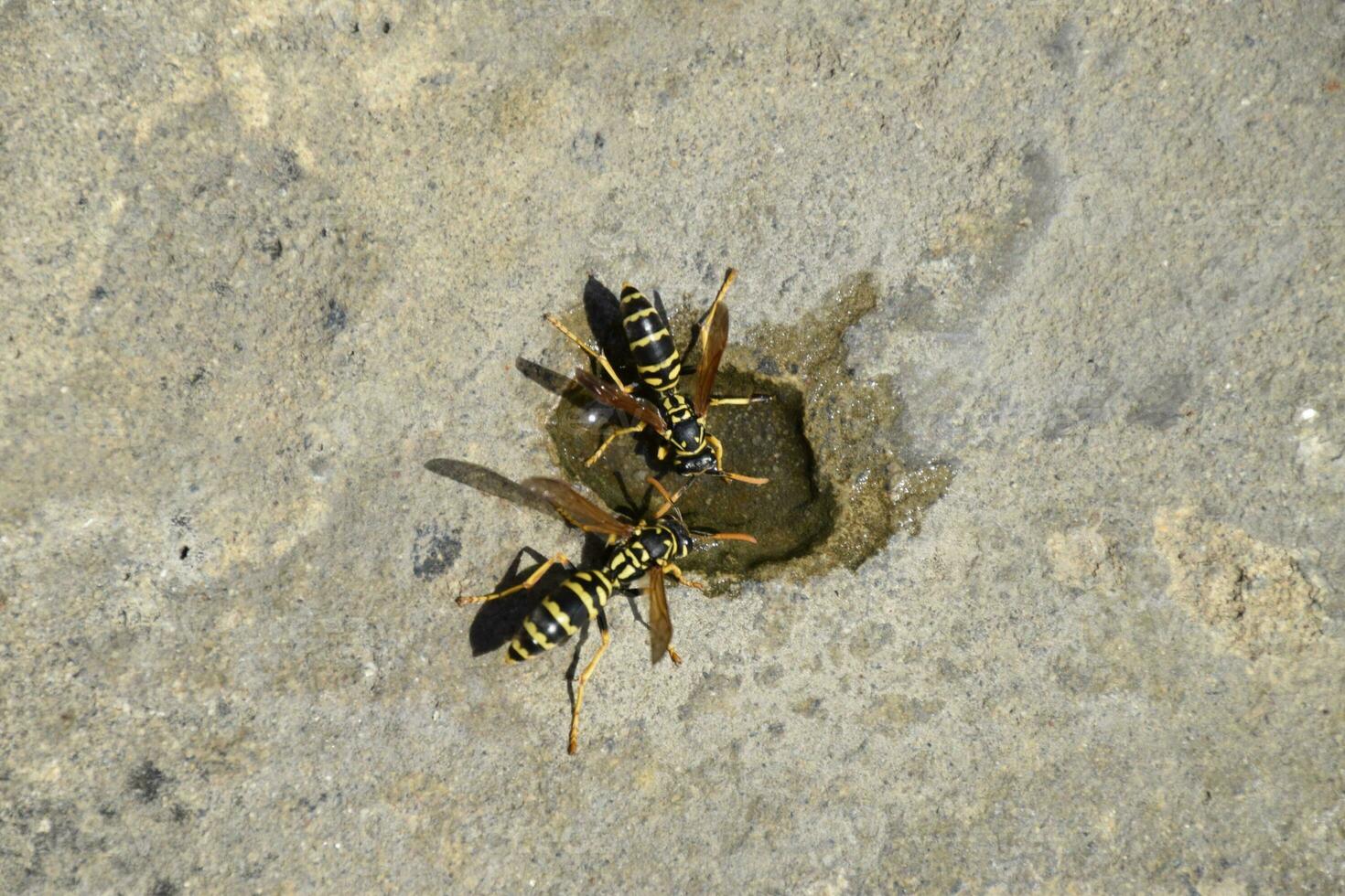 Wasps Polistes drink water photo