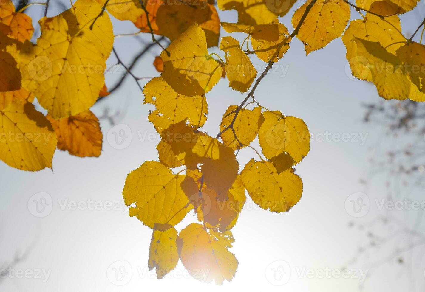 Yellow leaves of linden against the sky and the backlight. Autum photo