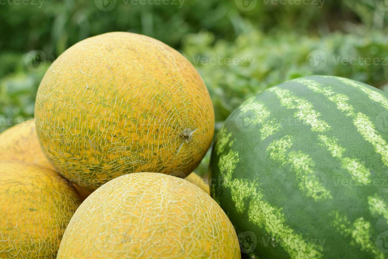 Ripe melon and watermelon the new harvest. photo