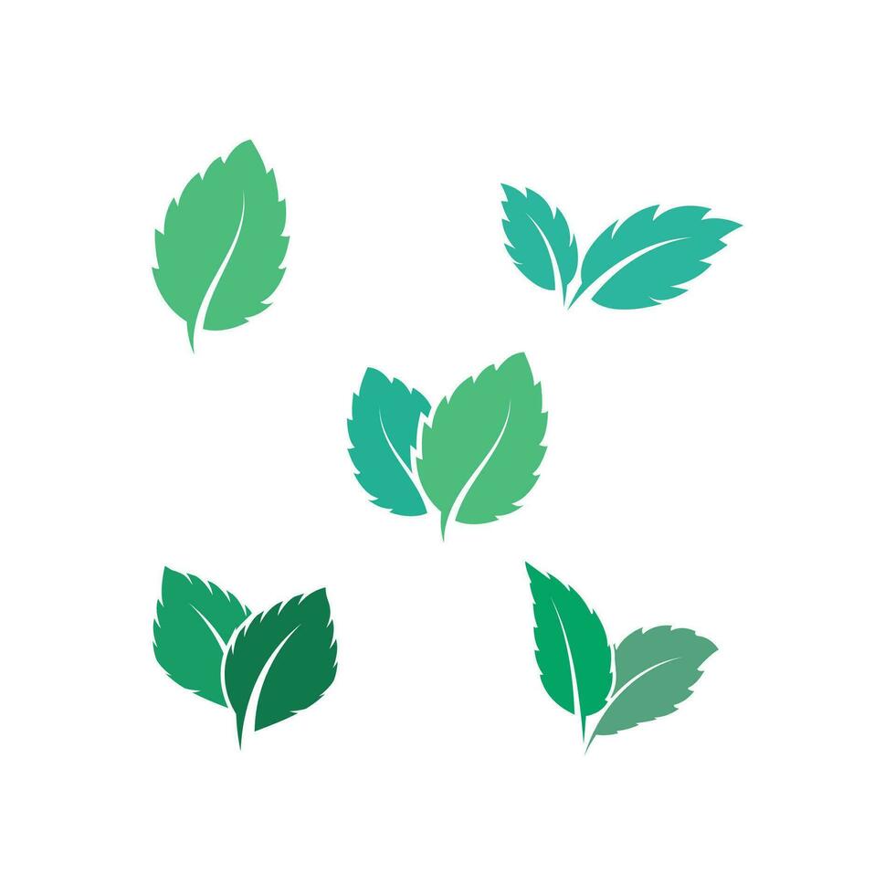 hojas de menta, plano, vector, color, icono, plantilla, ilustración, diseño vector