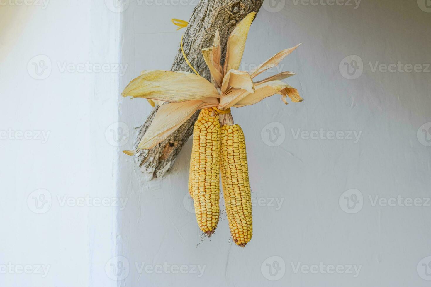 Hanging ears of yellow corn photo