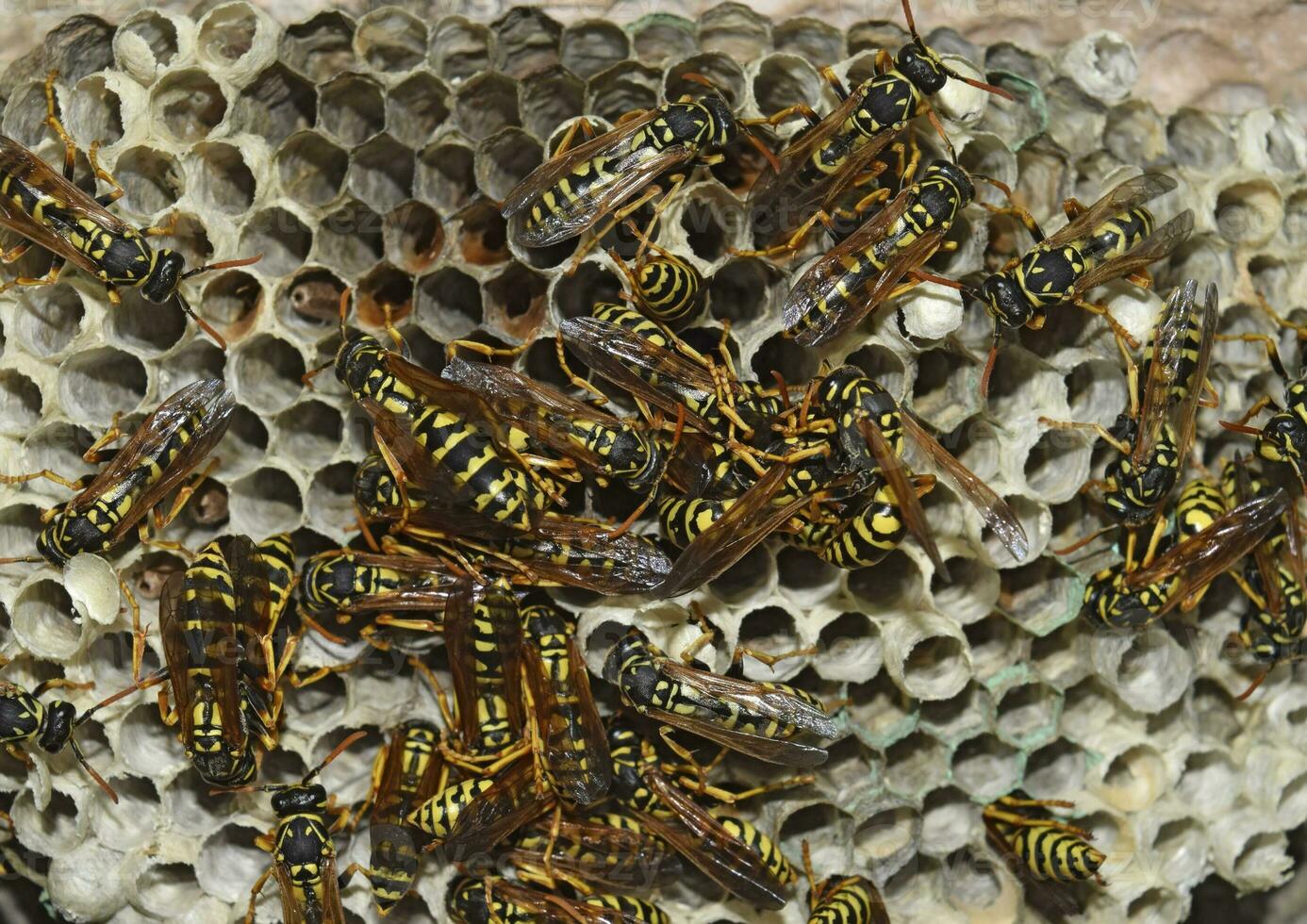 Wasp nest with wasps sitting on it. photo