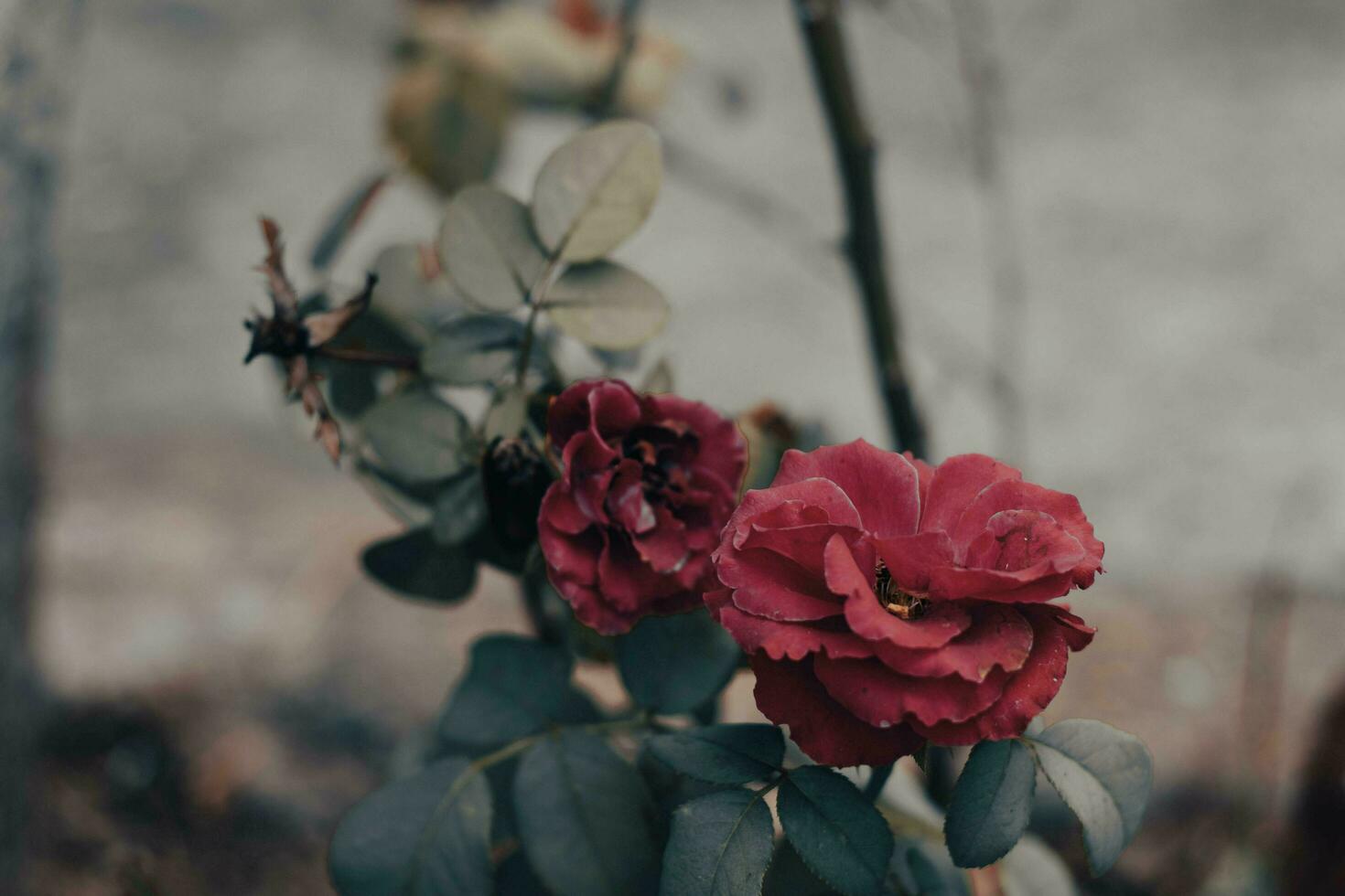 Close-up of a red rose. filter retro photo