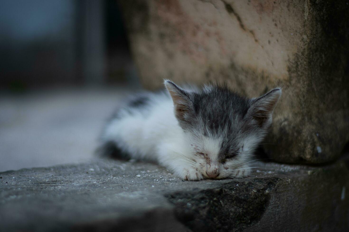 un dormido gatito teniendo terminado comiendo foto