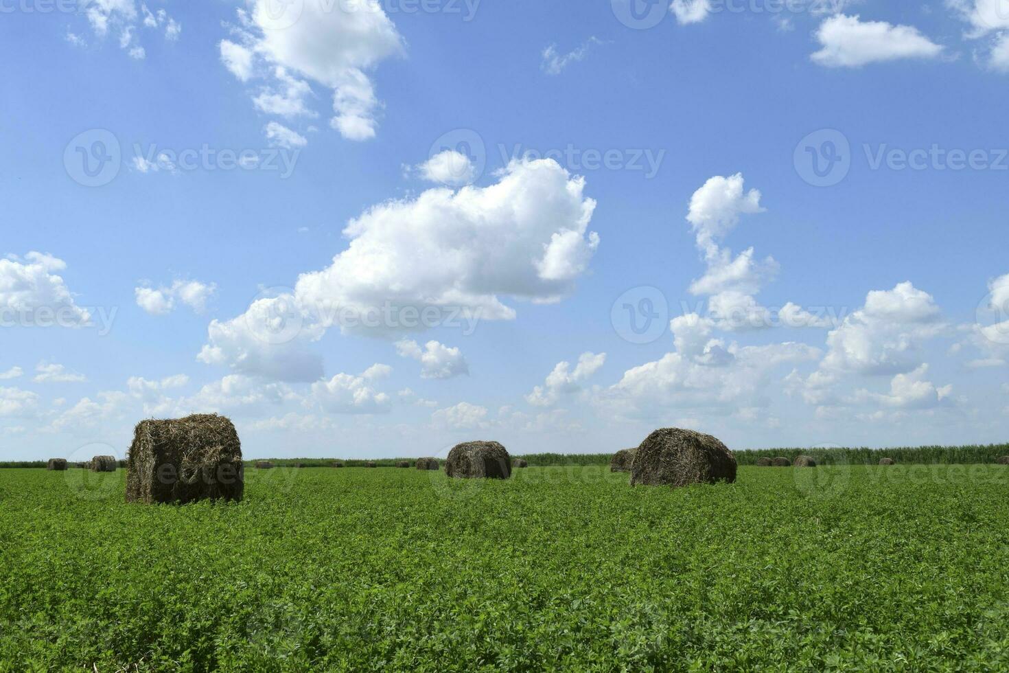 Haystacks rolled up in bales of alfalfa photo