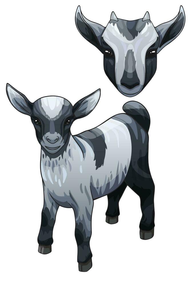 Vector illustration of a little Arapawa goat