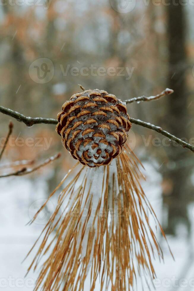 Pine cones wooden background. Selective focus photo