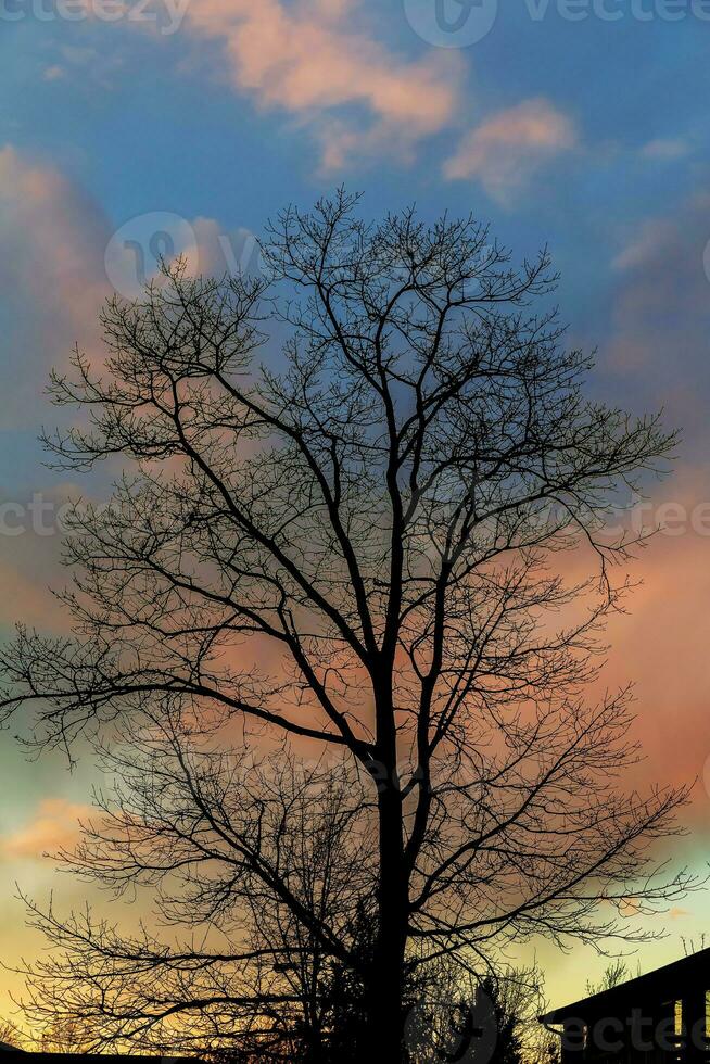 grande árbol silueta puesta de sol cielo antecedentes foto