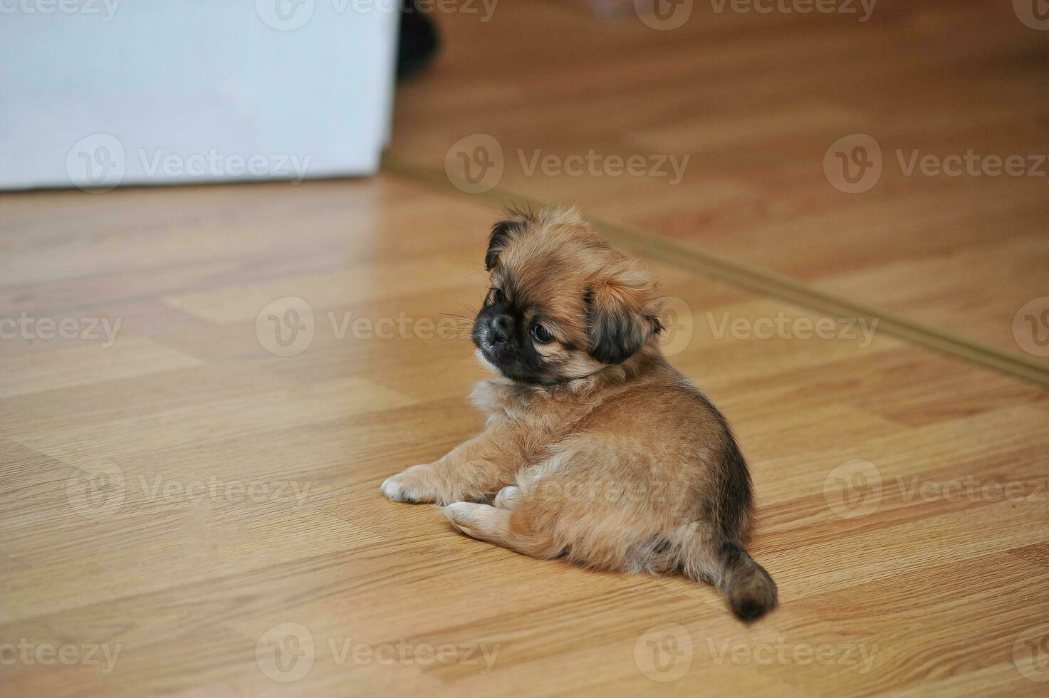 Pekingese dog relaxing in the home photo