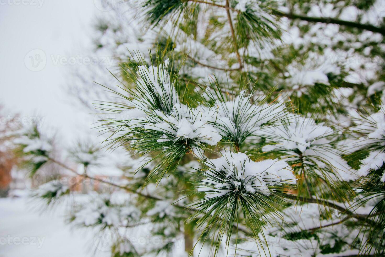 Branches of pine tree with snow photo